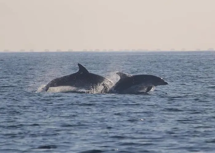 Apartment Residencia Vivalada *