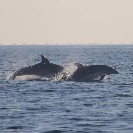 Apartment Residencia Vivalada *